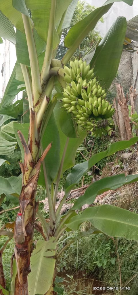 WhatsApp-Image-2025-09-25-at-09.07.45-1