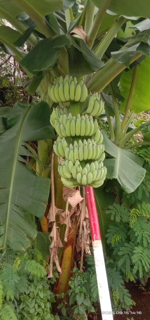 WhatsApp-Image-2025-09-25-at-09.07.45-3