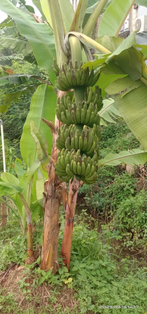 WhatsApp-Image-2025-09-25-at-09.07.45-4