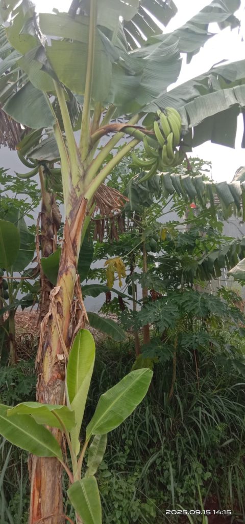 WhatsApp-Image-2025-09-25-at-09.07.45