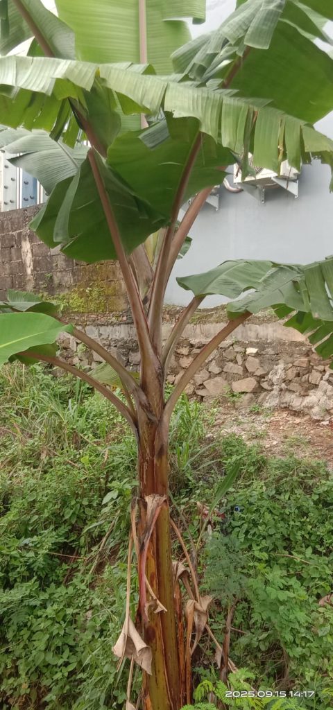 WhatsApp-Image-2025-09-25-at-09.07.46